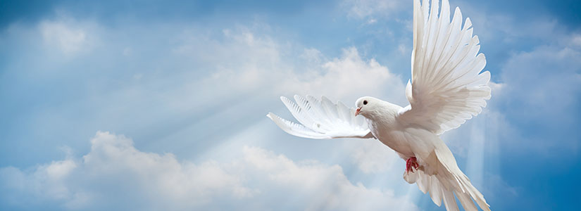 Sanctification Dove.jpg